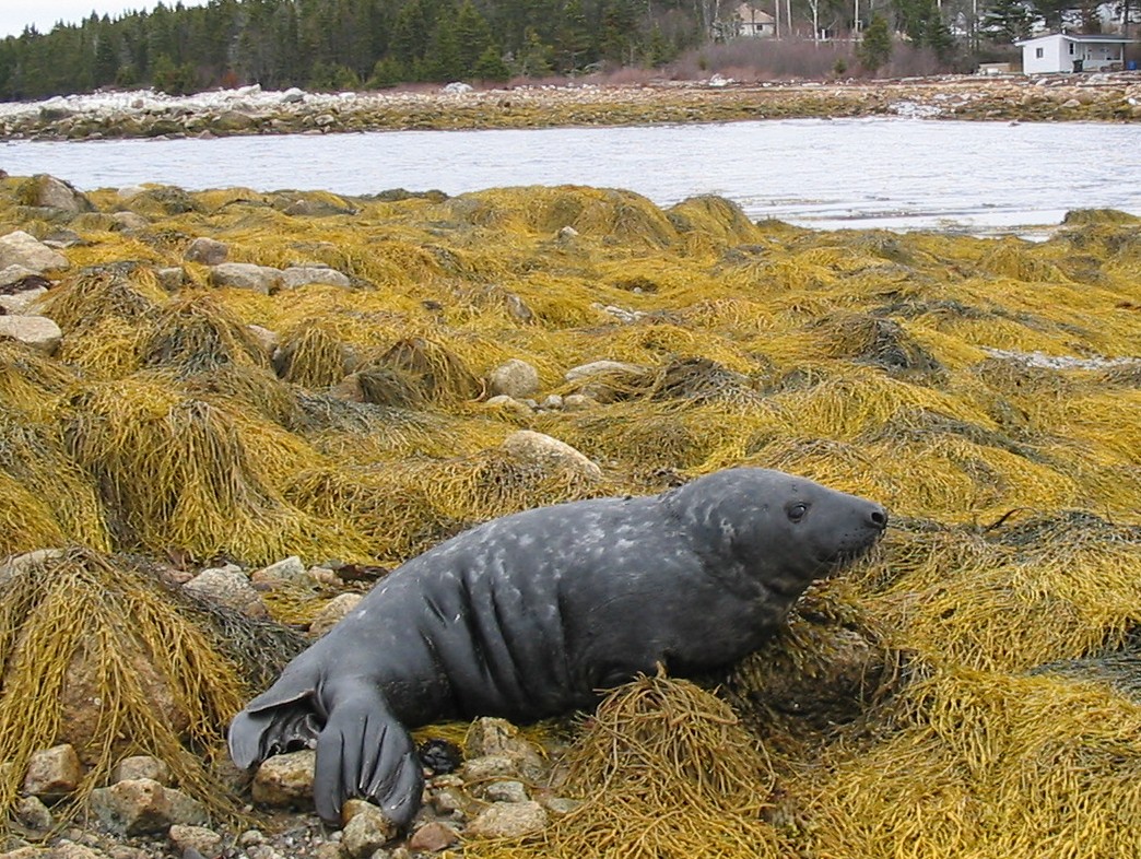 grey seal pictures